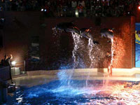 海響館ナイトアクアシアター