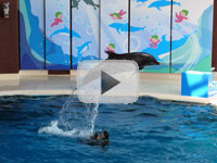 下関市立しものせき水族館 海響館